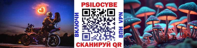 Купить где  Судогда  Галлюциногенные грибы Psilocybine cubensis 